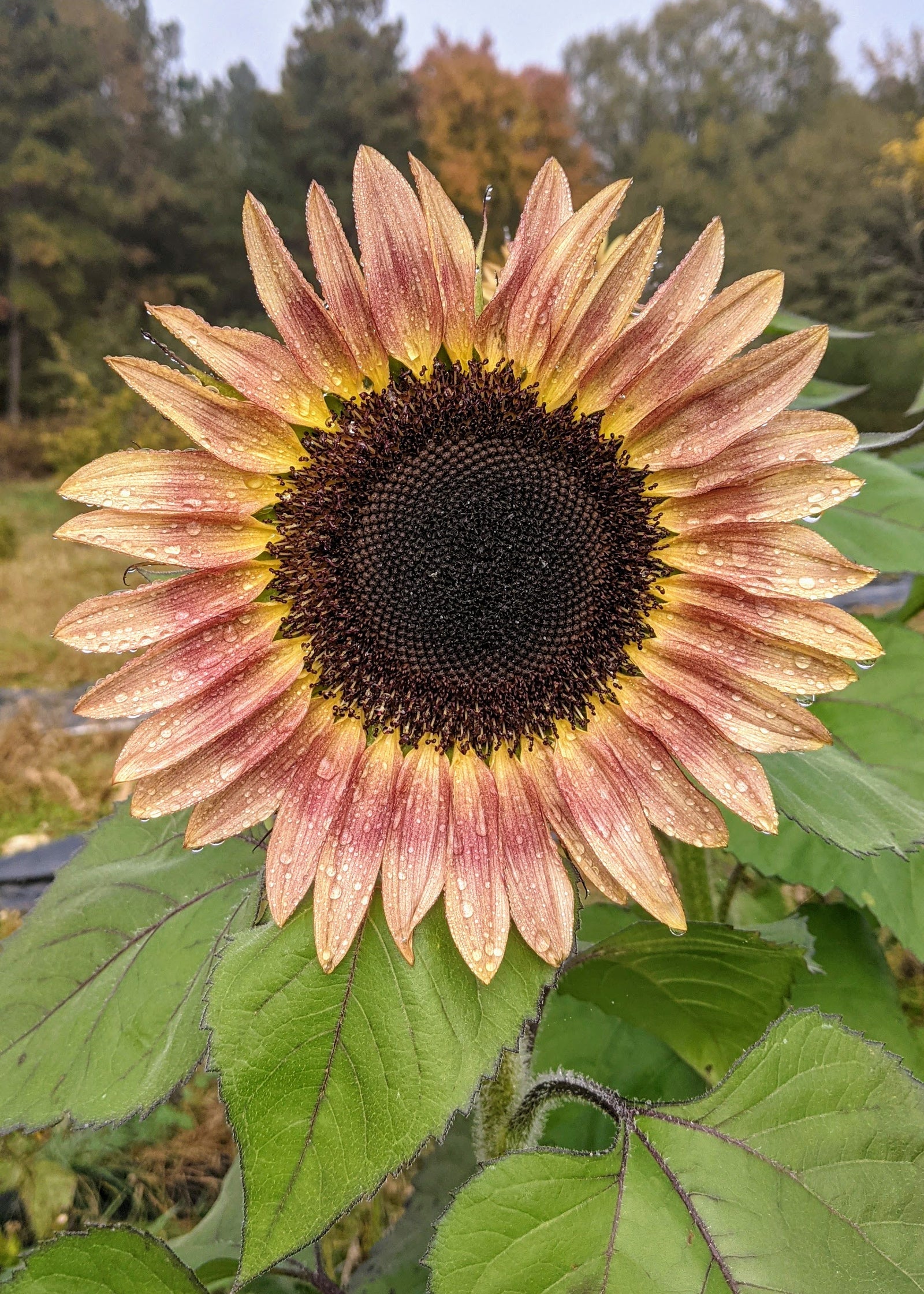 Hepzibah Farms photo 14