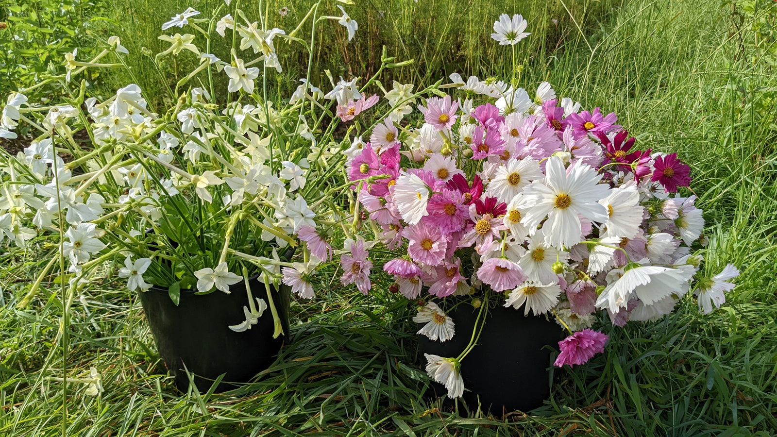 Hepzibah Farms photo 11