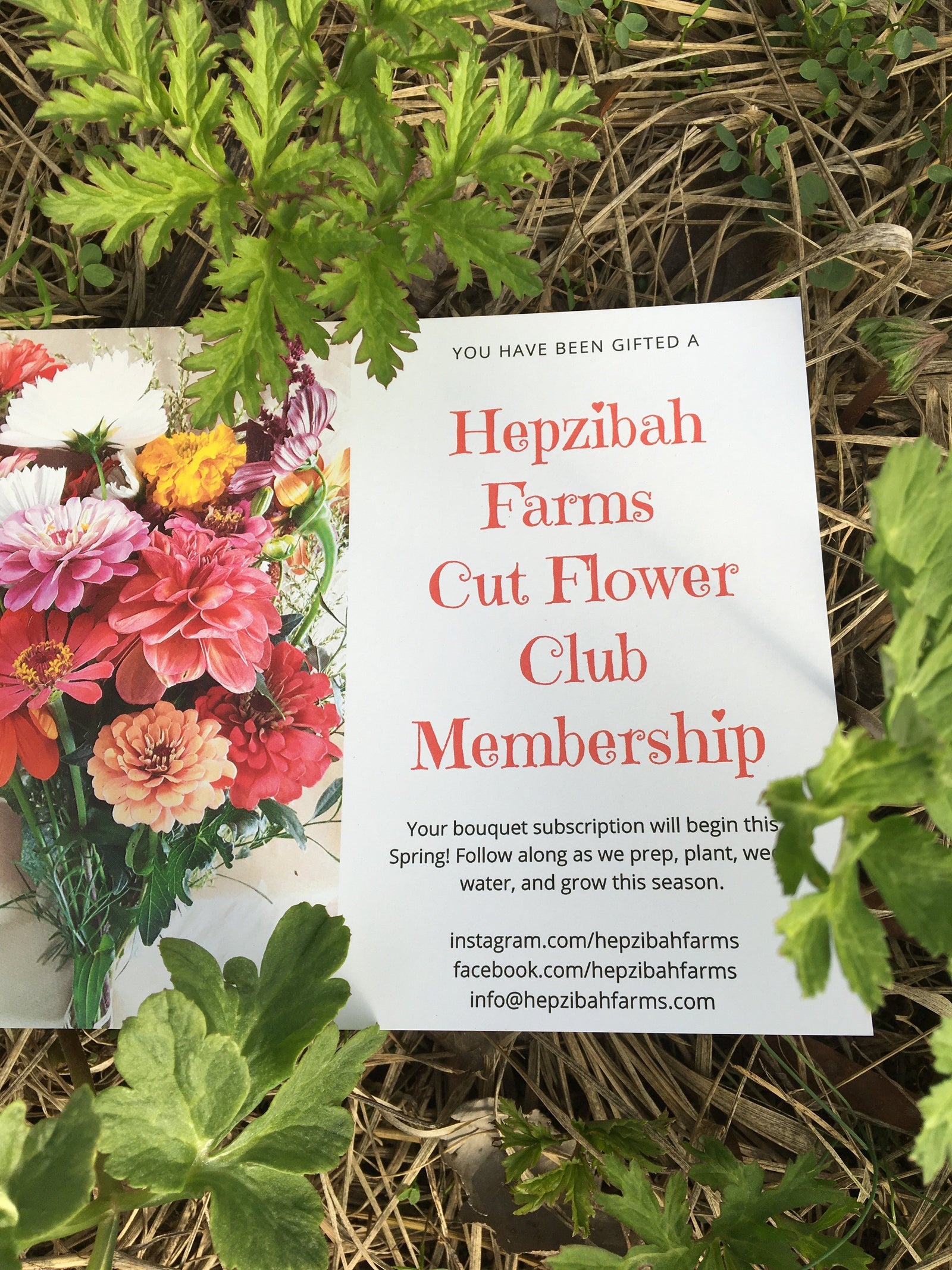 Hepzibah Farms photo 16